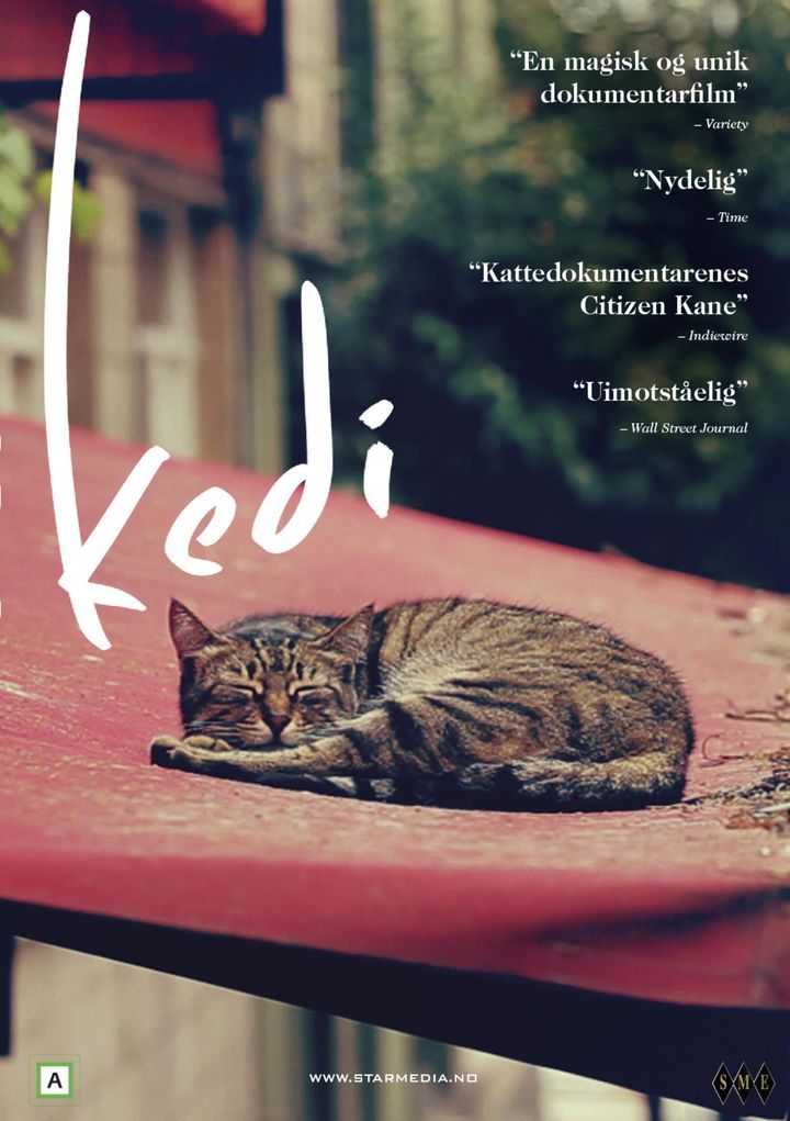 Kedi