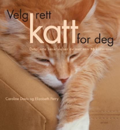 Velg rett katt for deg