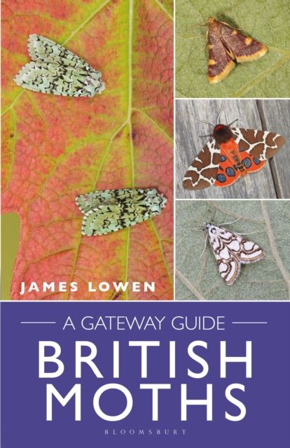 British Moths : A Gateway Guide