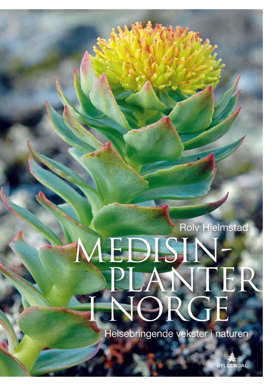 Forsidebilde av Medisinplanter i Norge : helsebringende vekster i naturen