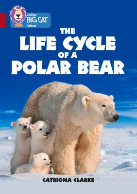 The life cycle of a polar bear