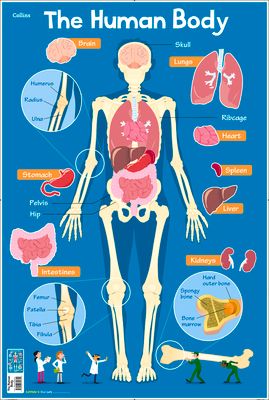 Human Body