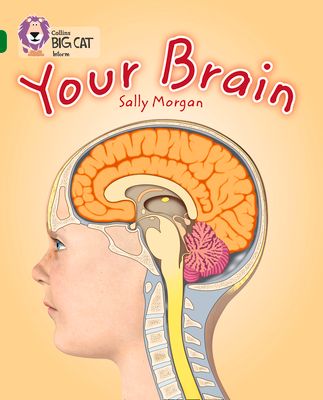 Your Brain : Band 15/Emerald