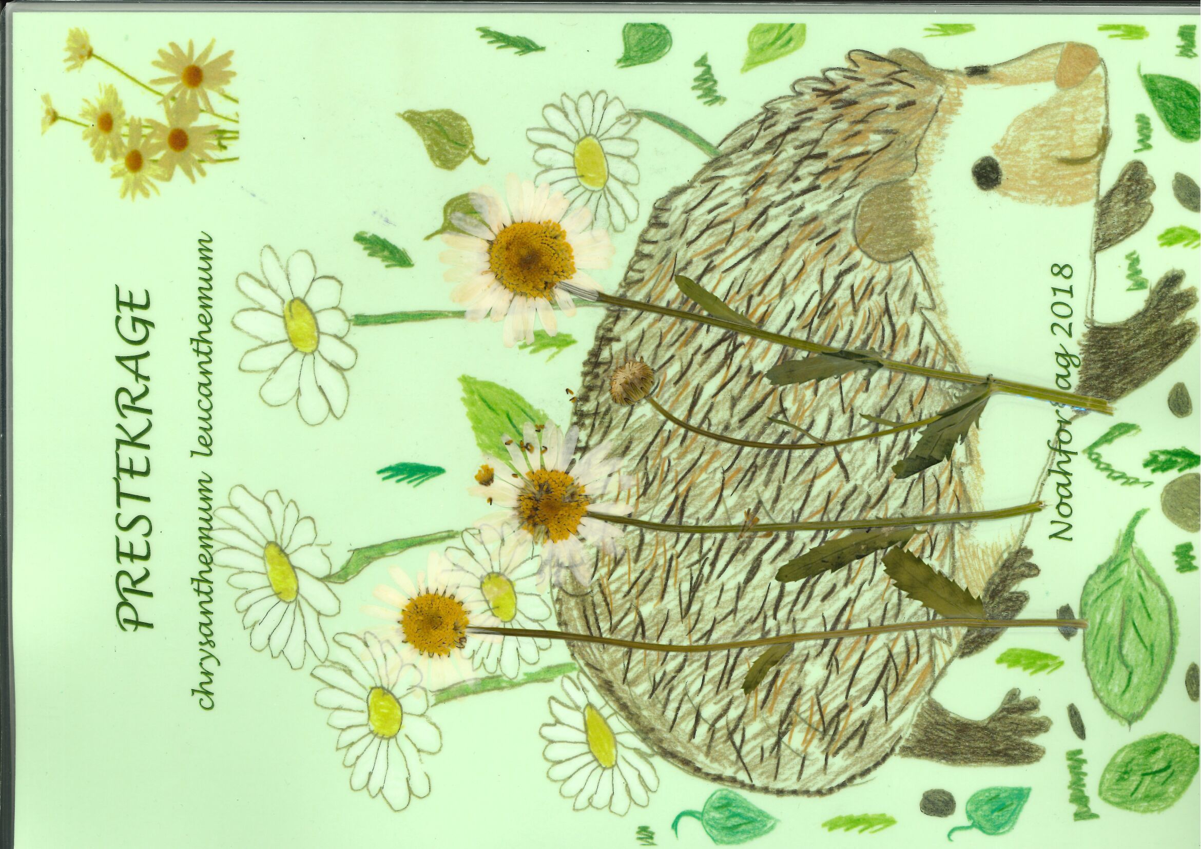 Prestekrage : chrysanthemum leucanthemum