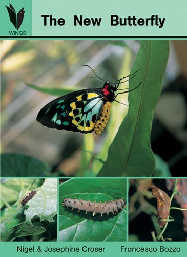 The new butterfly