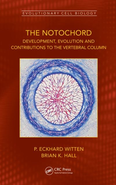 The Notochord : Development, Evolution and contributions to the vertebral column