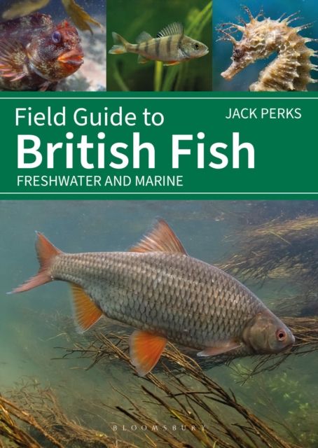 Field Guide to British Fish : Freshwater and Marine