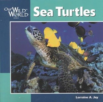 Sea turtles