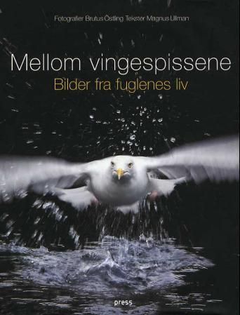 Mellom vingespissene : bilder fra fuglenes liv