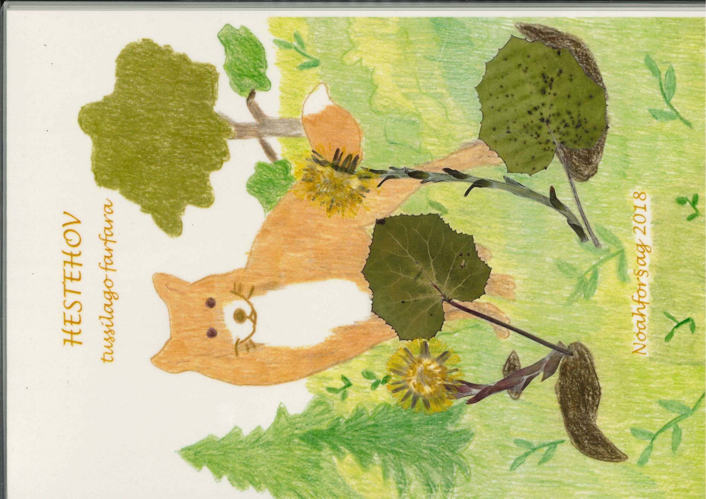 Hestehov : tussilago farfara