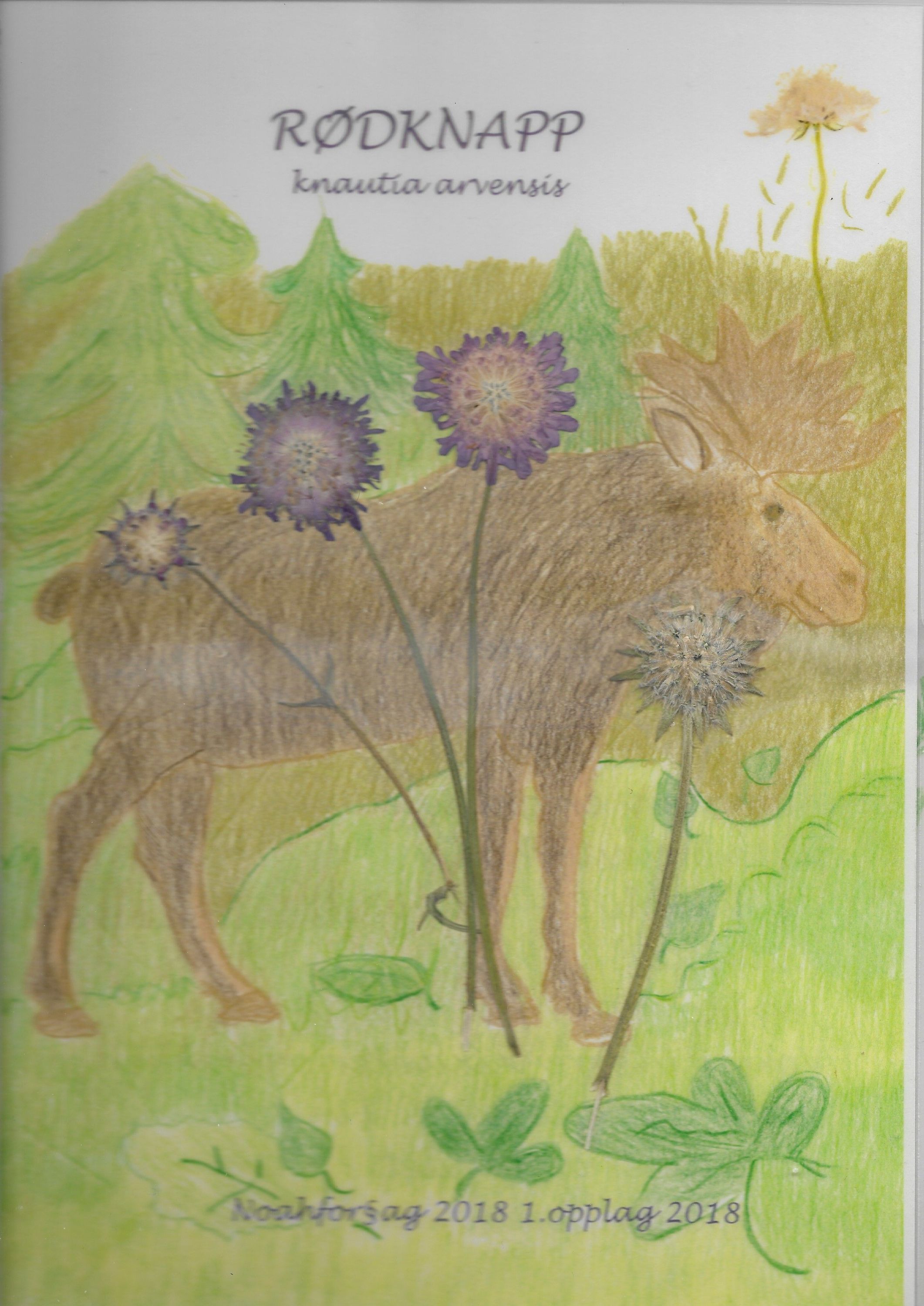 Rødknapp : knautia arvensis
