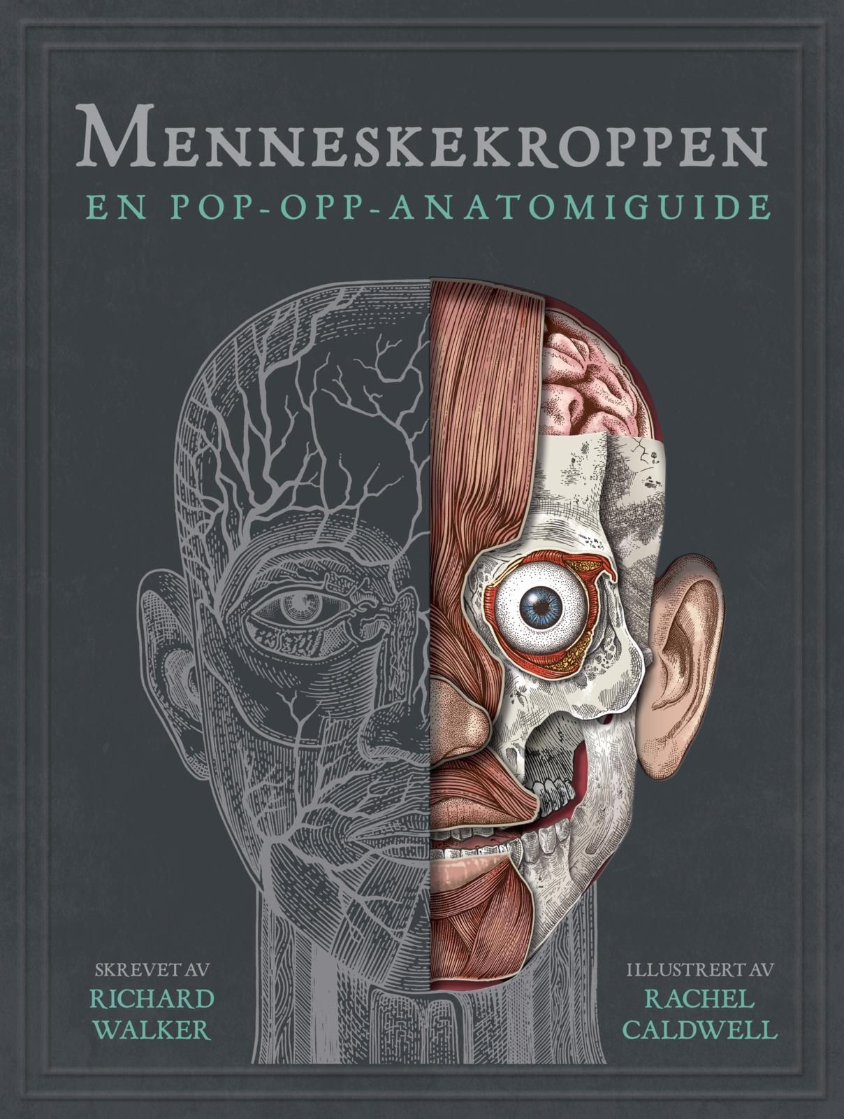 Menneskekroppen : en pop-opp anatomiguide