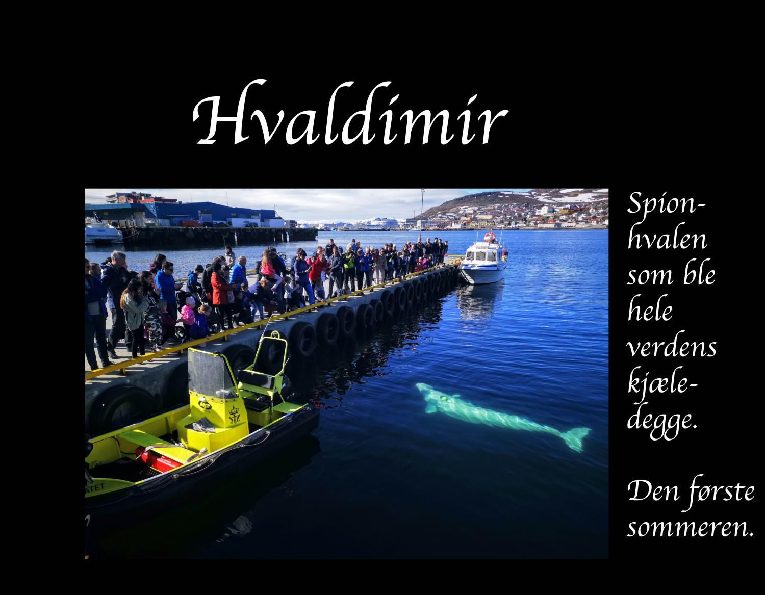 Hvaldimir : spionhvalen som ble hele verdens kjæledegge : den første sommeren