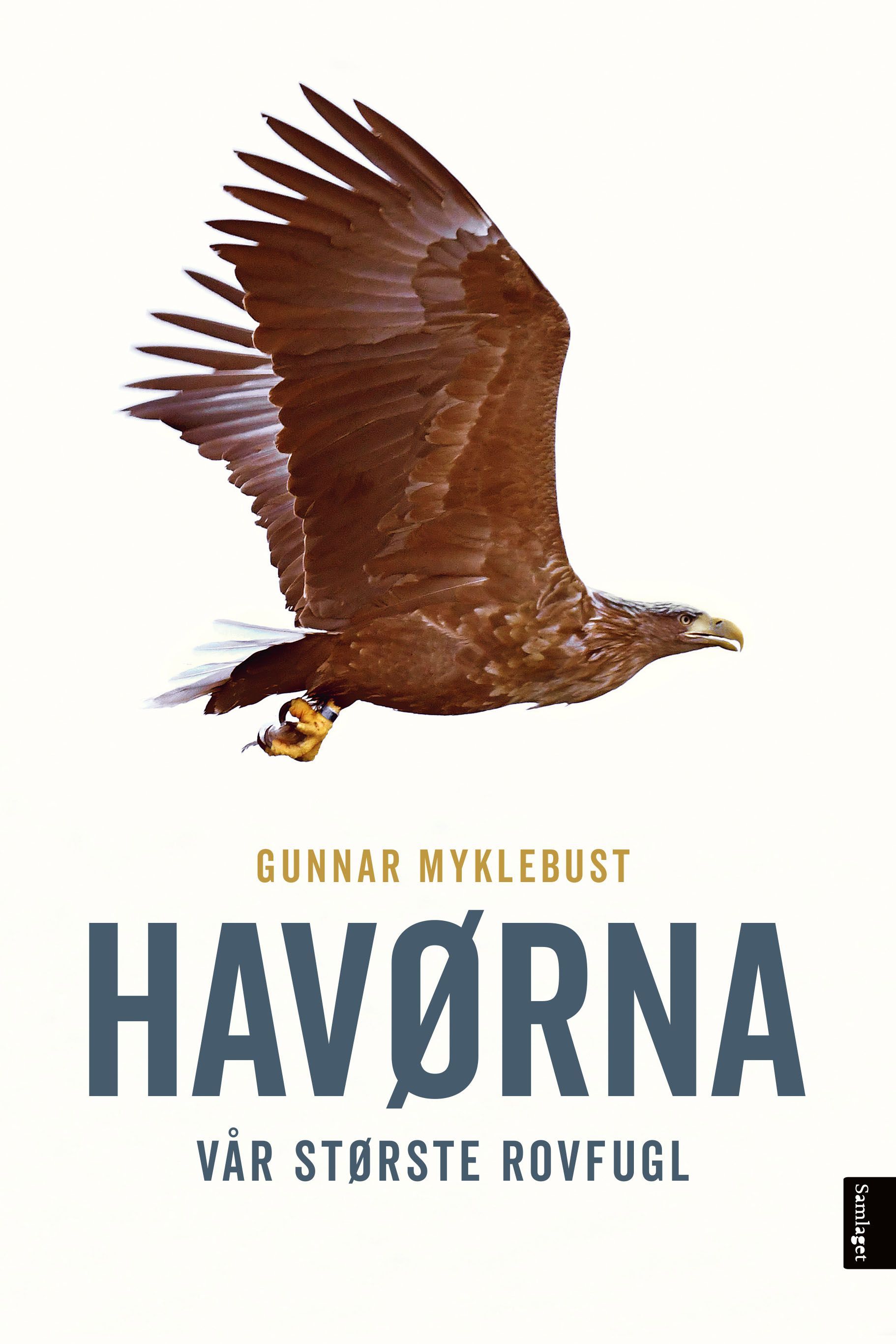 Havørna : vår største rovfugl