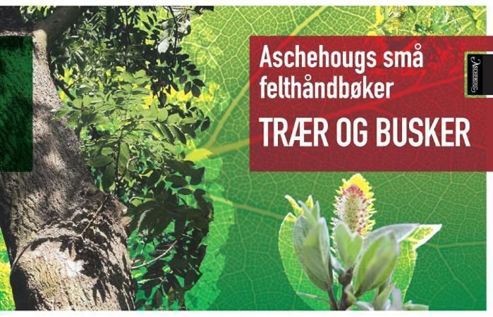 Trær og busker