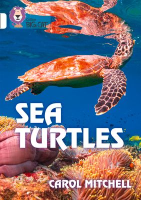 Sea Turtles : Band 10/White