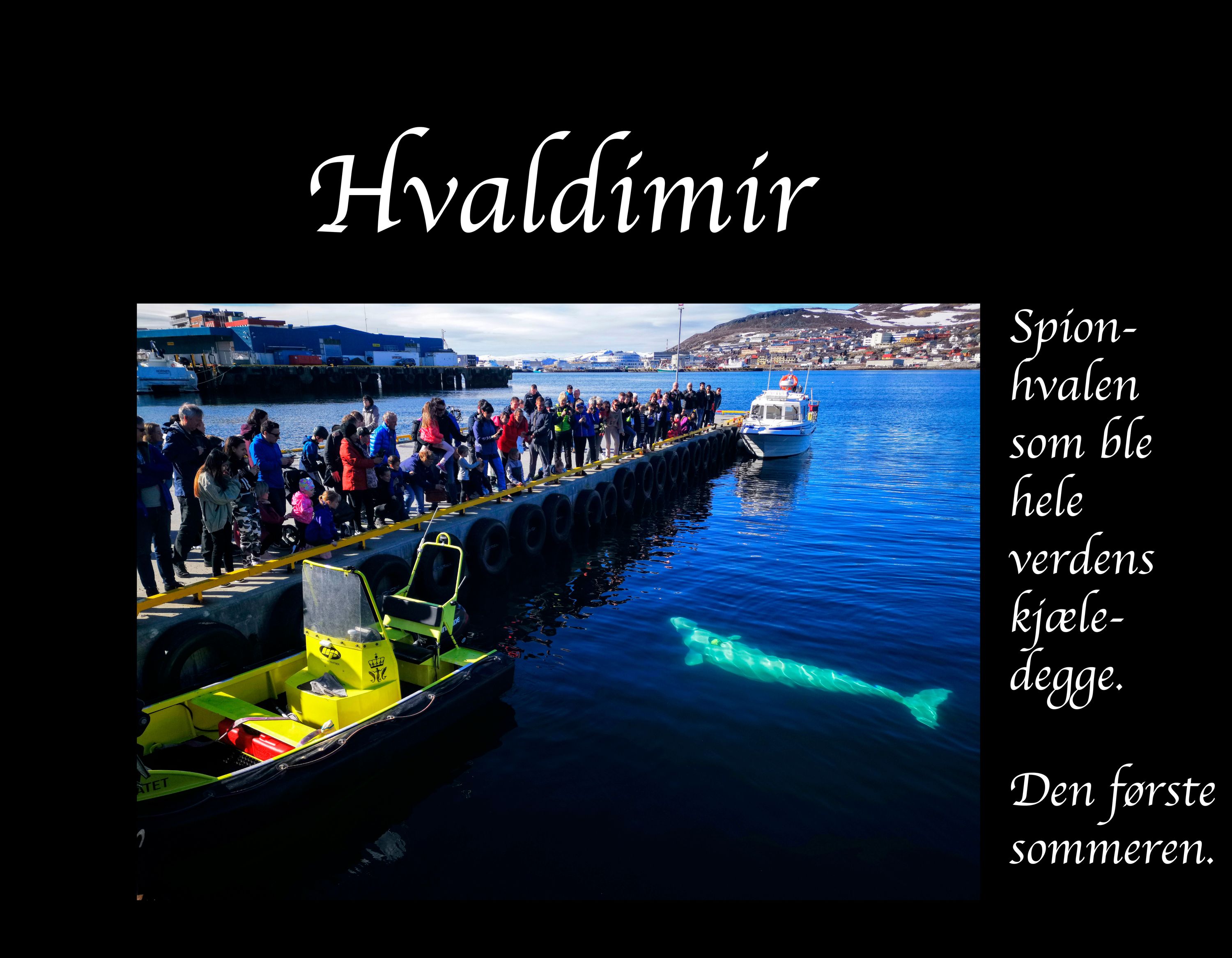 Hvaldimir : spionhvalen som ble hele verdens kjæledegge : den første sommeren