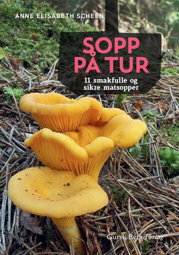 Sopp på tur : 11 smakfulle og sikre matsopper