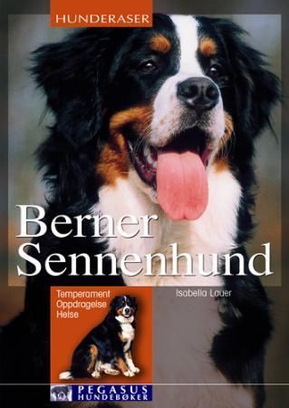 Berner sennenhund : temperament, oppdragelse, helse