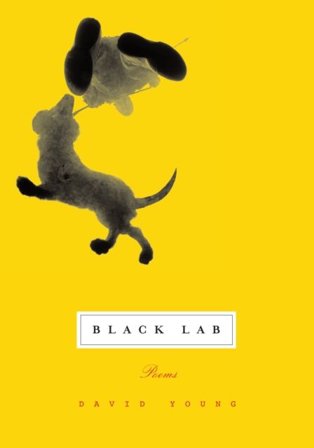 Black Lab : Poems