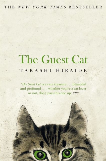 The guest cat